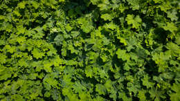 Image of Alchemilla vulgaris L.