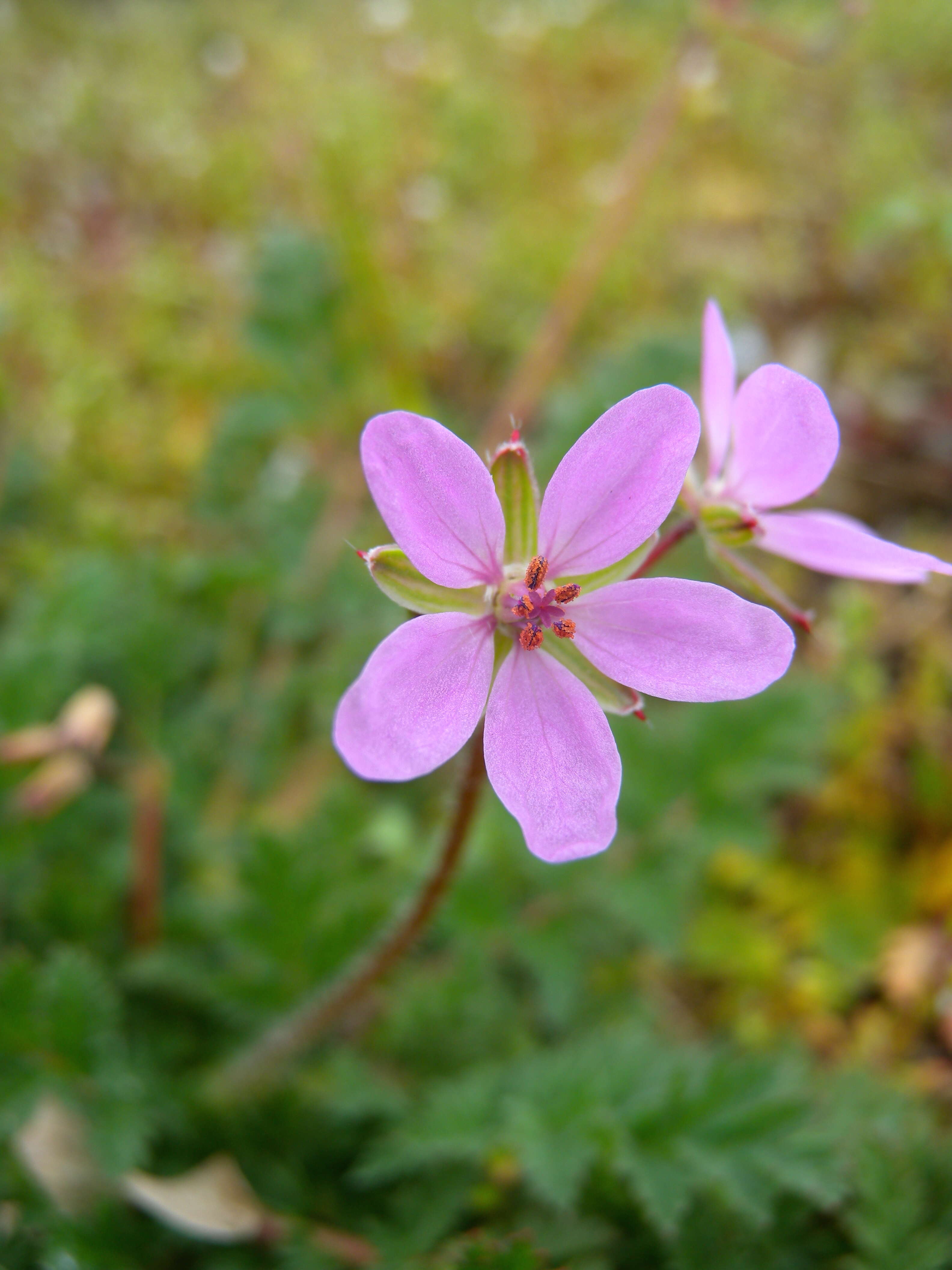 Image of Common Stork's-bill