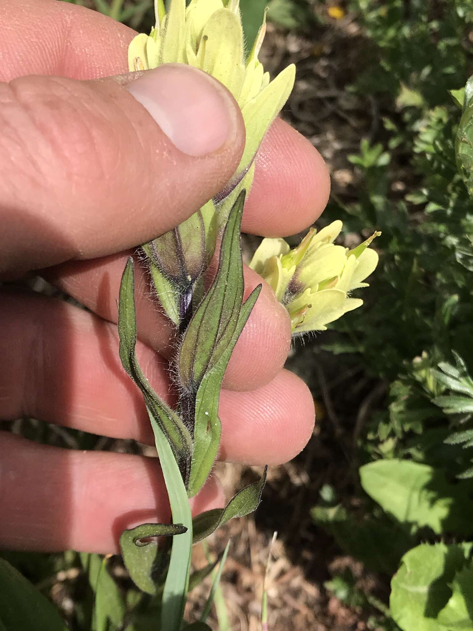 Image of Labrador Indian paintbrush