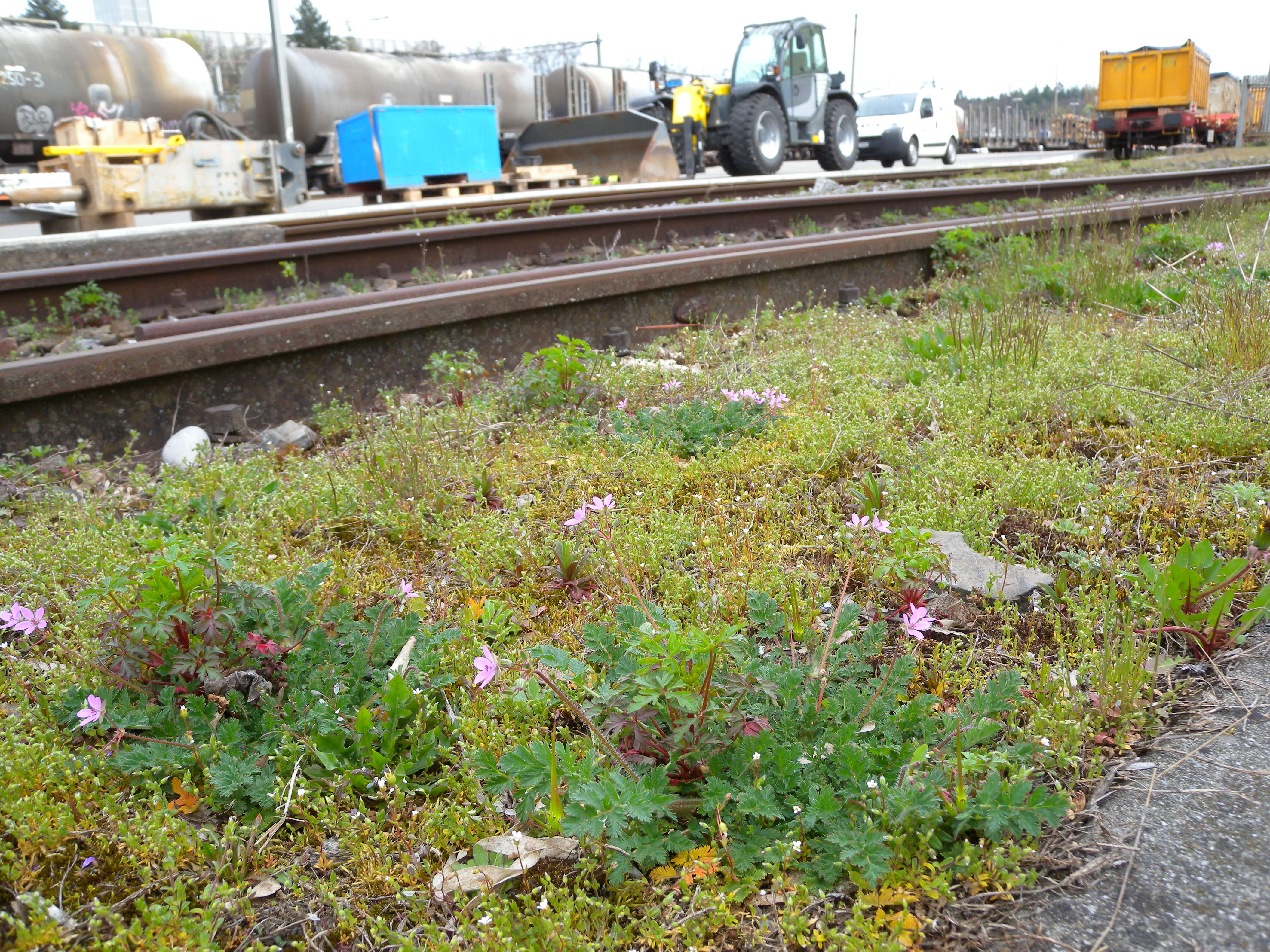 Image of Common Stork's-bill