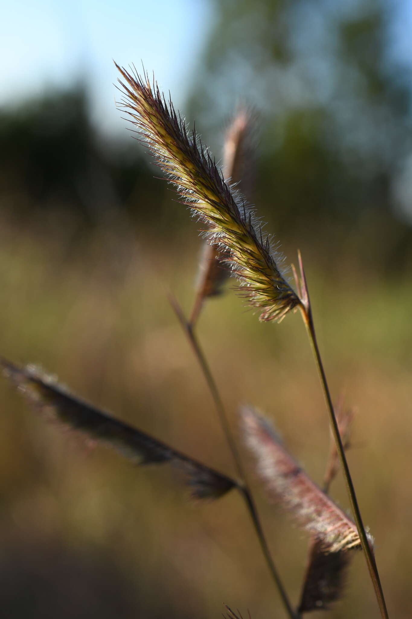 Image of tall grama