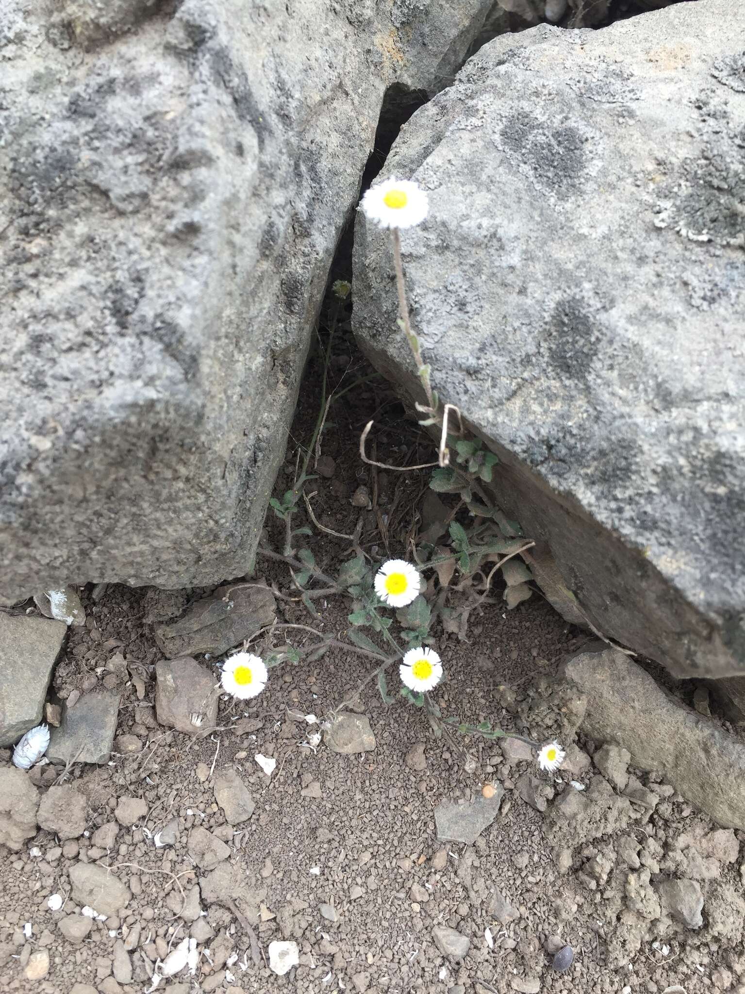 Image of Erigeron leptorhizon DC.