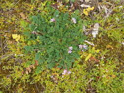 Image of Common Stork's-bill