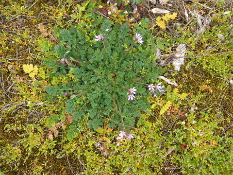 Image of Common Stork's-bill