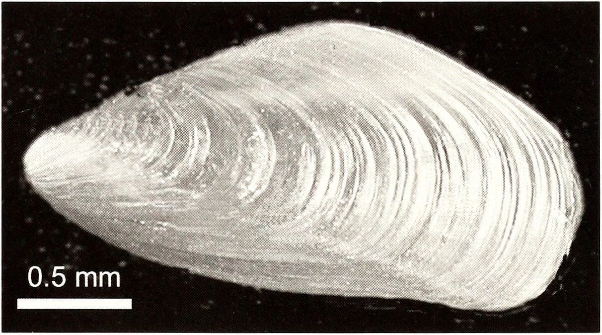 Image of Golden mussel