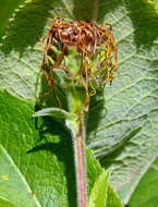 Inula helenium L. resmi