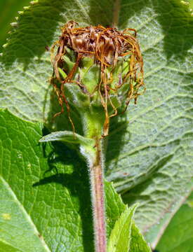 Image of Elecampane