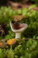 Image de Russula roseopileata McNabb 1973