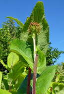 Inula helenium L. resmi