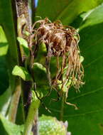 Inula helenium L. resmi