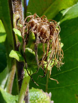 Image of Elecampane