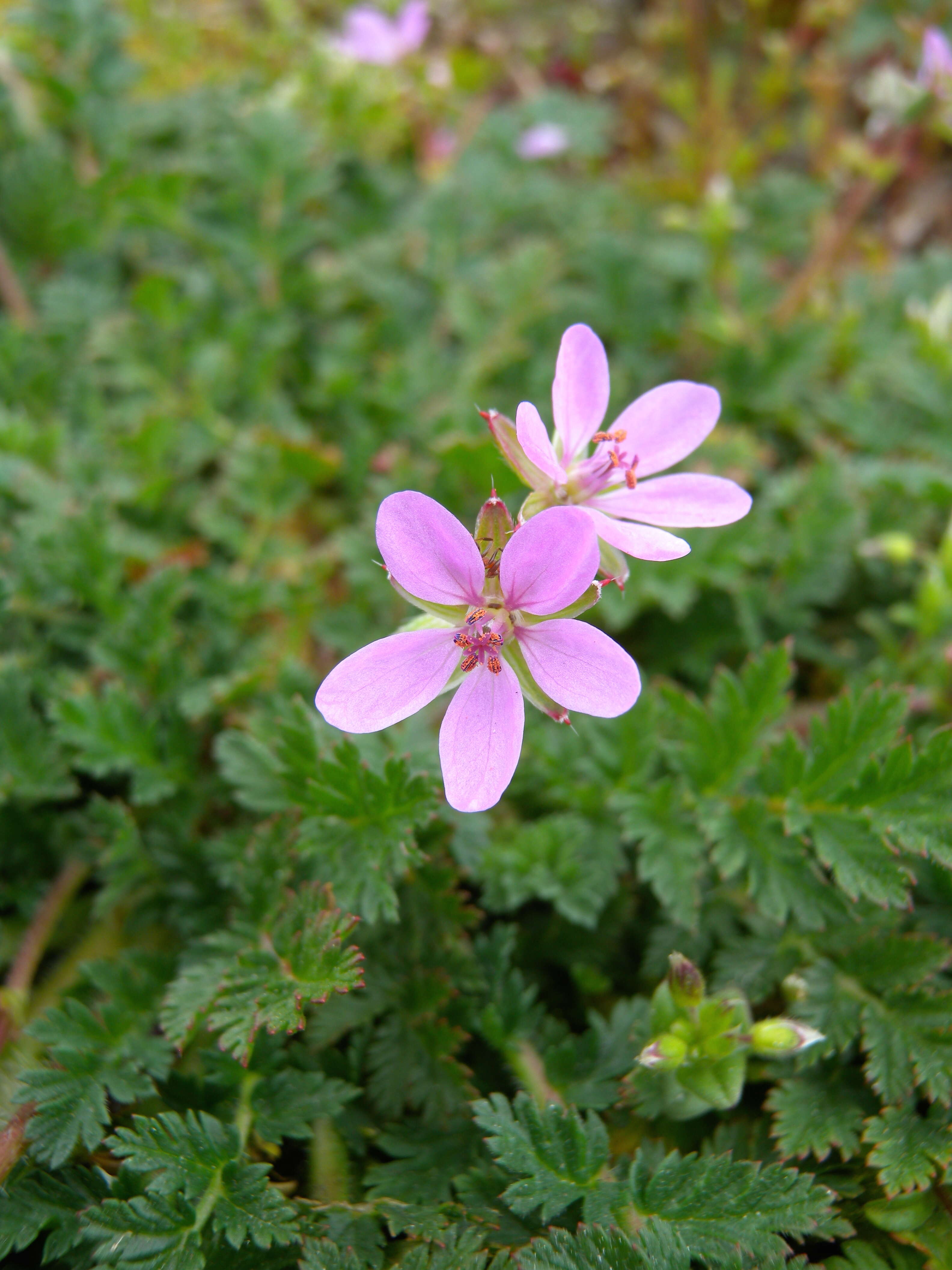 Imagem de Erodium cicutarium (L.) L'Her.