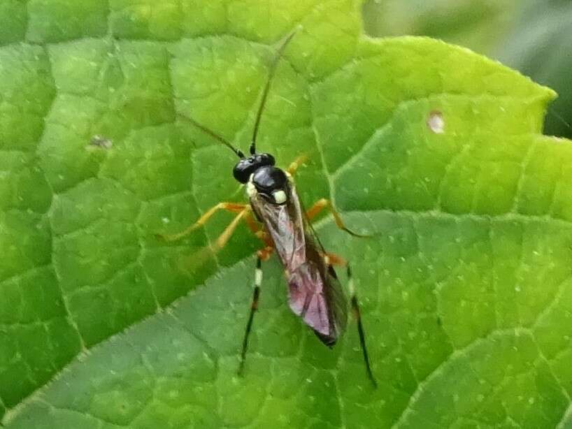 Image of Parasitoid wasp