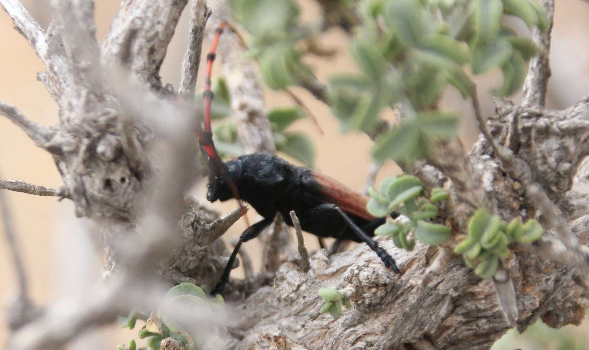 Image of Long-horned beetle