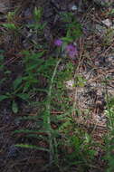 Imagem de Cirsium repandum Michx.