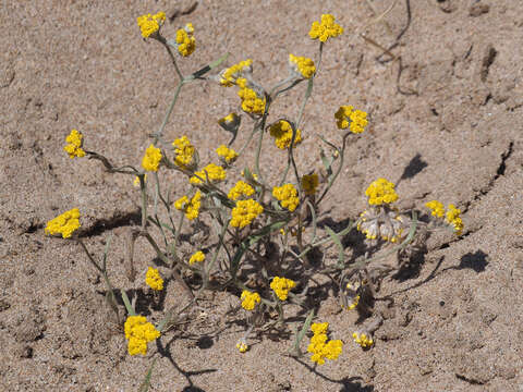 Image of Helichrysum moeserianum Thell.