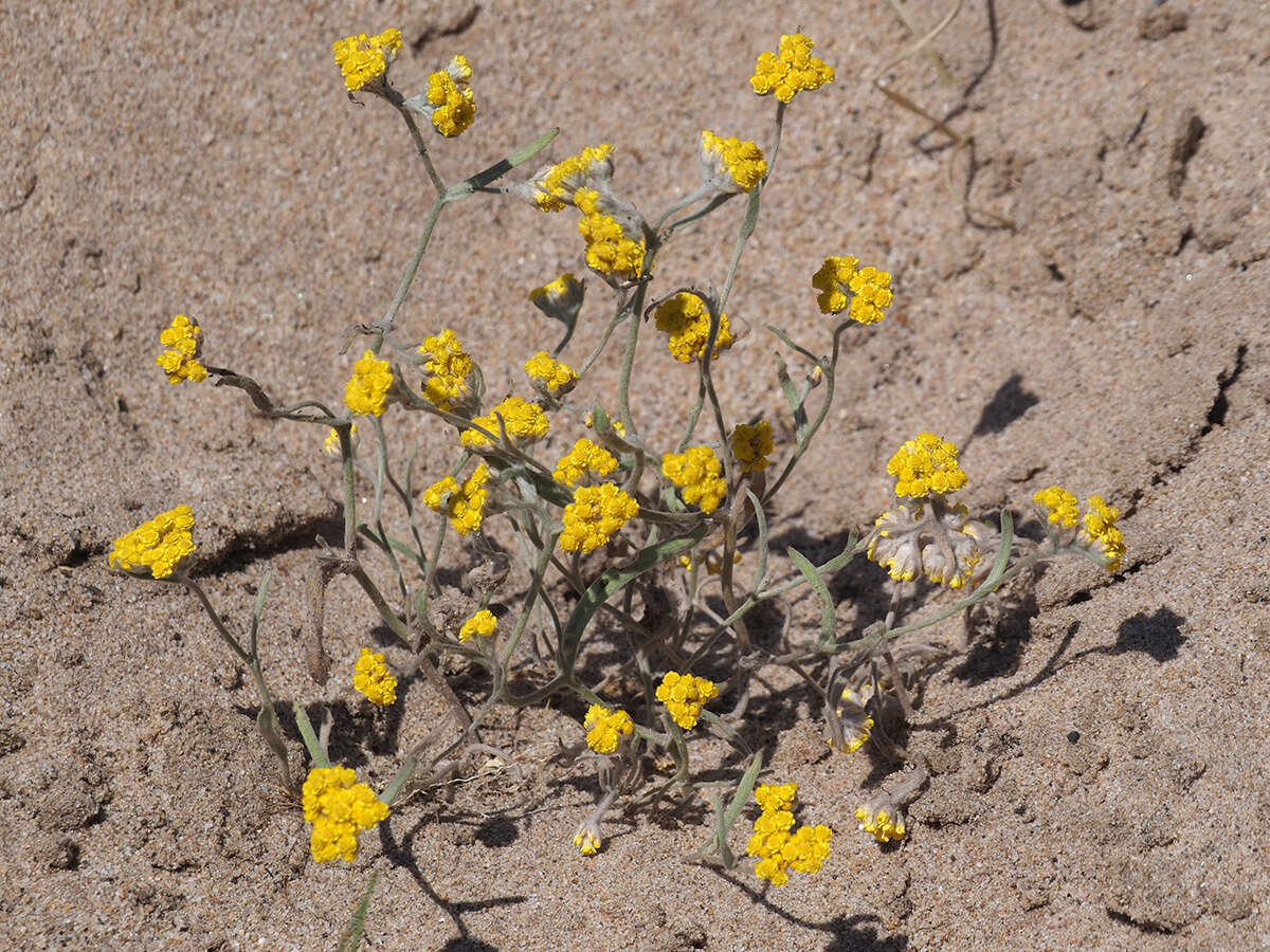 Image of Helichrysum moeserianum Thell.