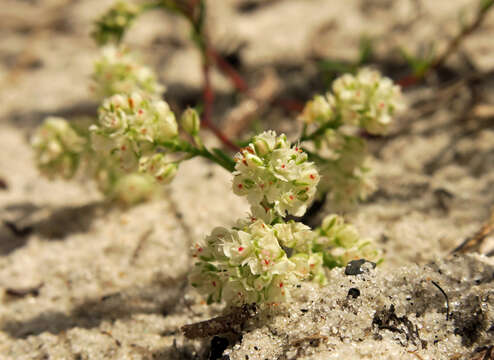 Image of Woody wireweed