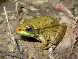 Image of Green Frog