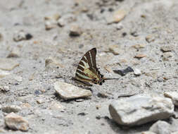 Image de Graphium aristeus (Stoll 1780)