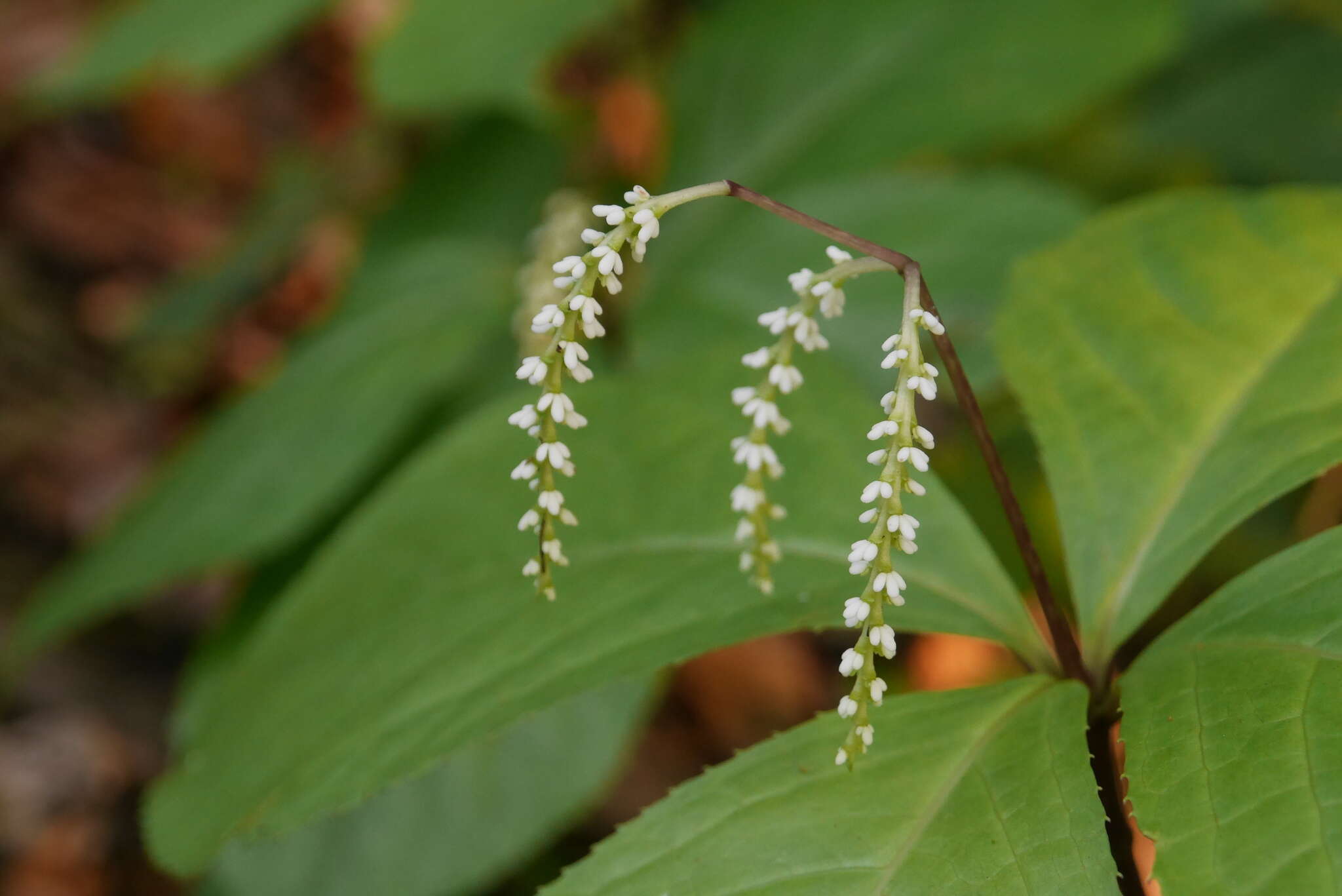 Image of Chloranthus oldhamii Solms