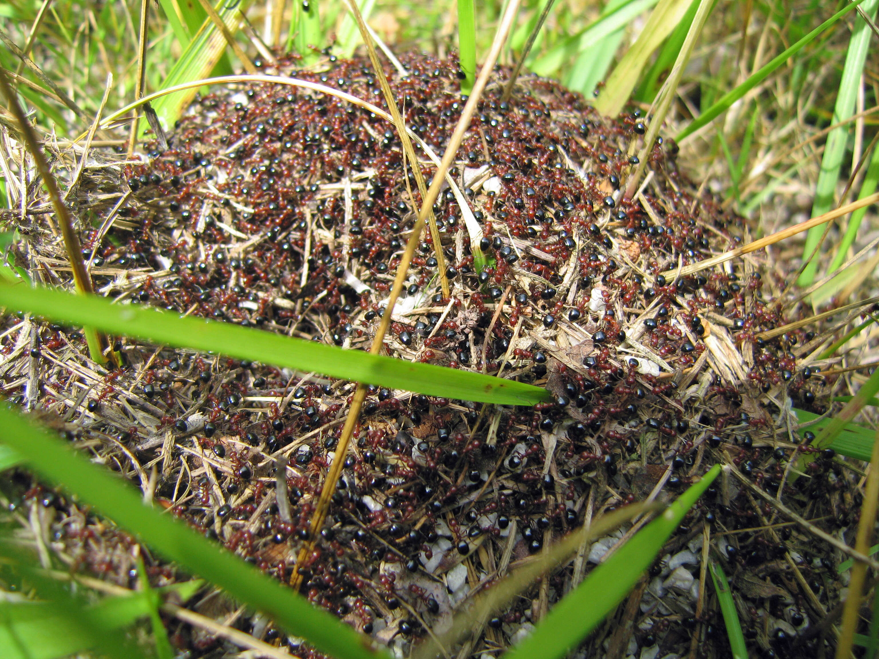 Image of Allegheny Mound Ant