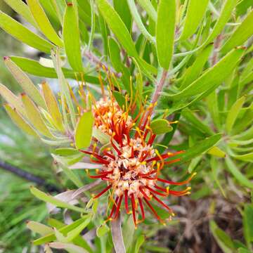 Image of Chimanimani pincushion