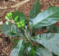 Image de Solanum goetzei Damm.