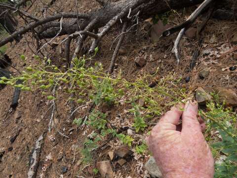 Scrophularia parviflora Wooton & Standley resmi