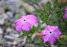 Image of Texas cupflower