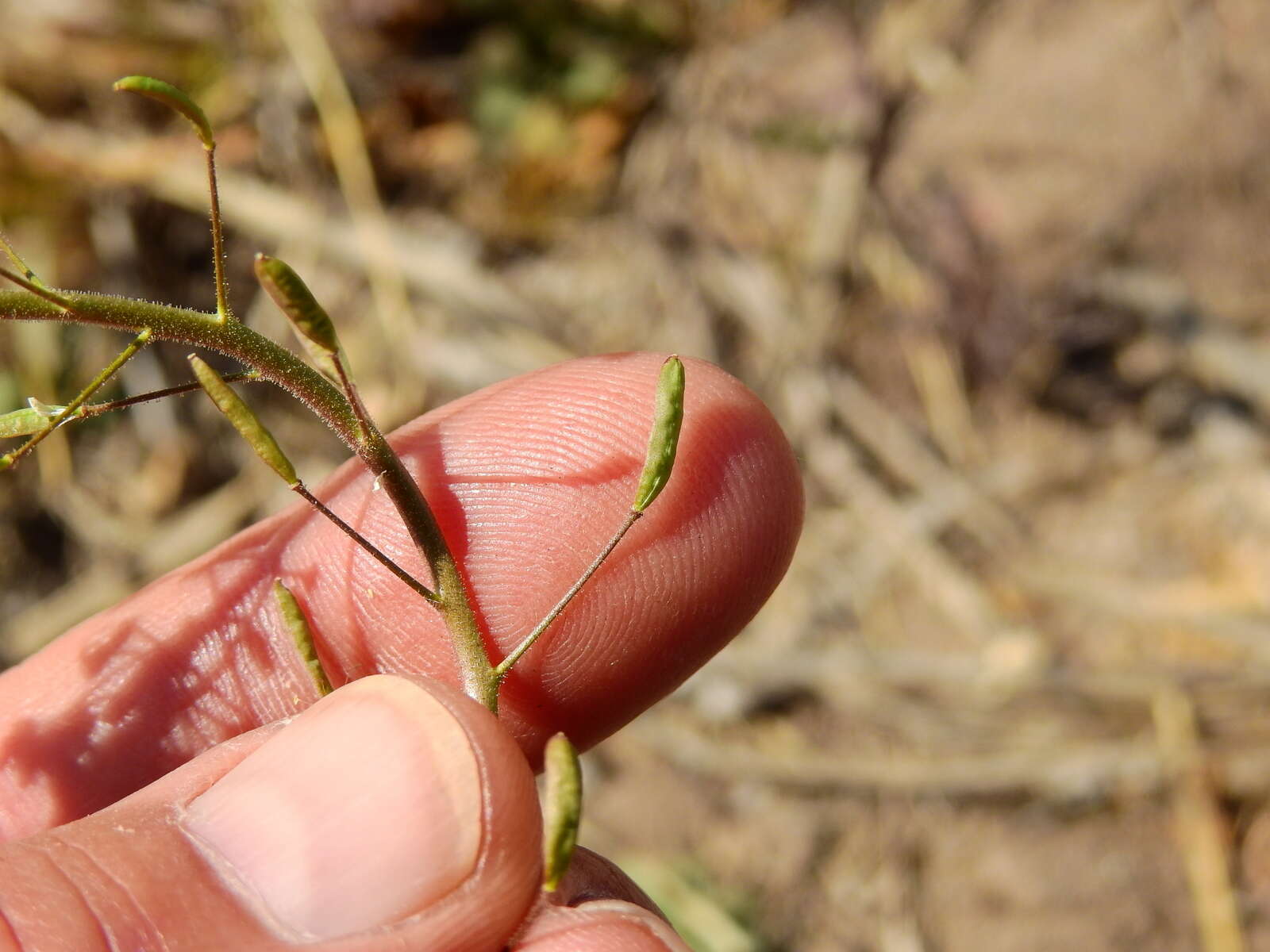 Image of Descurainia erodiifolia (Phil.) Prantl ex Reiche