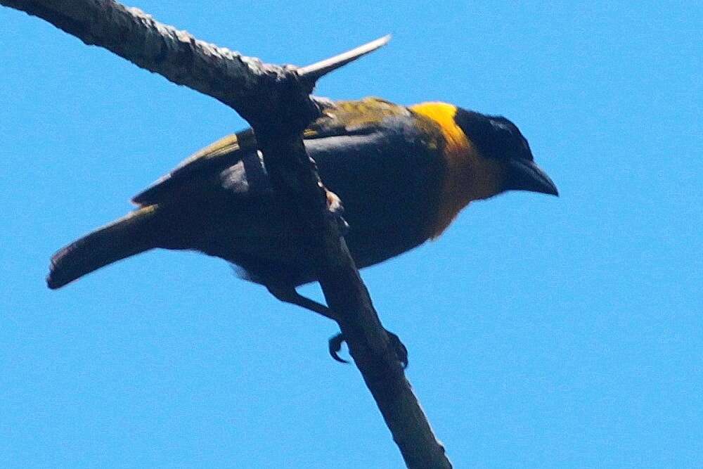 Image of Nelicourvi Weaver