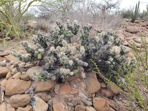 Corynopuntia invicta (Brandegee) F. M. Knuth resmi