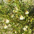 Image de Scaevola collaris F. Müll.