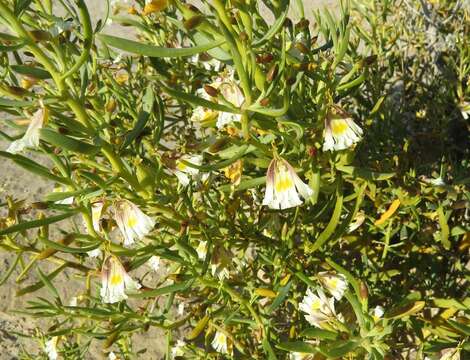 Imagem de Scaevola collaris F. Müll.