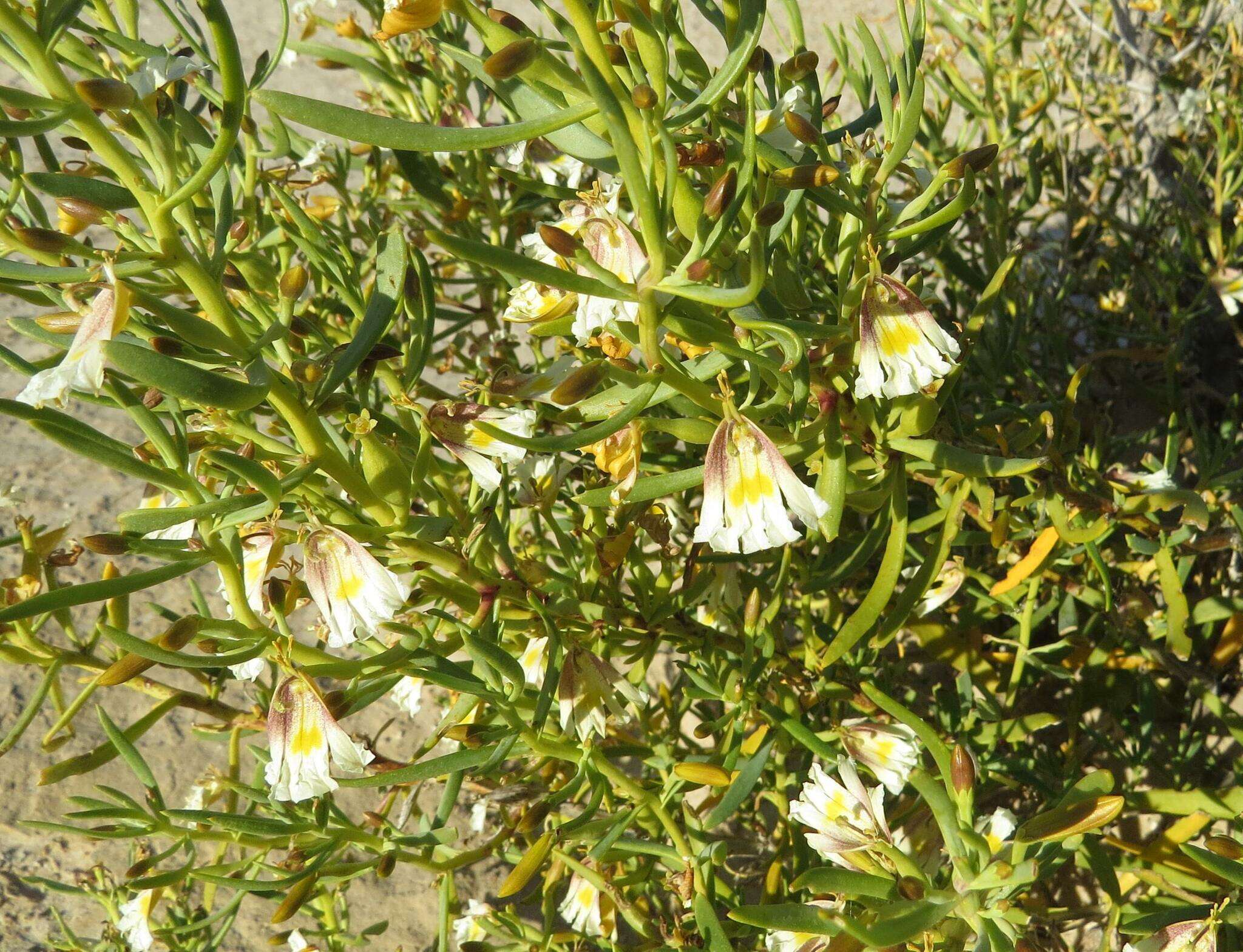 Image de Scaevola collaris F. Müll.