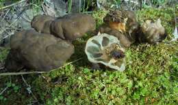 Image of Gyromitra sphaerospora (Peck) Sacc. 1889