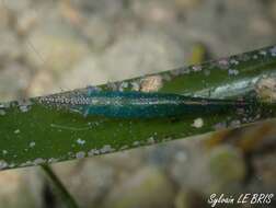 Image of seaweed chameleon prawn