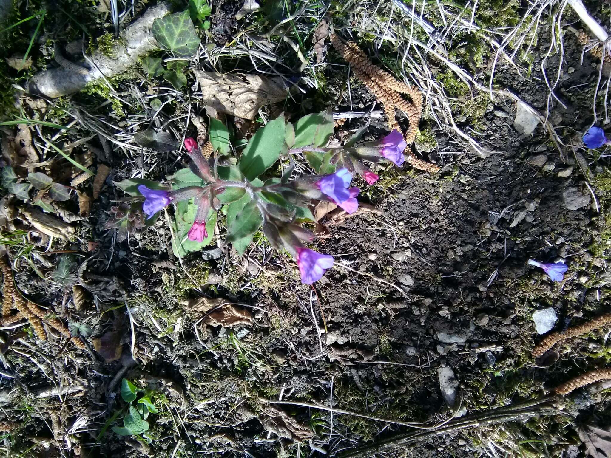 Plancia ëd Pulmonaria vallarsae A. Kerner