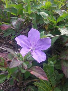 Image of Thickleaf Wild Petunia