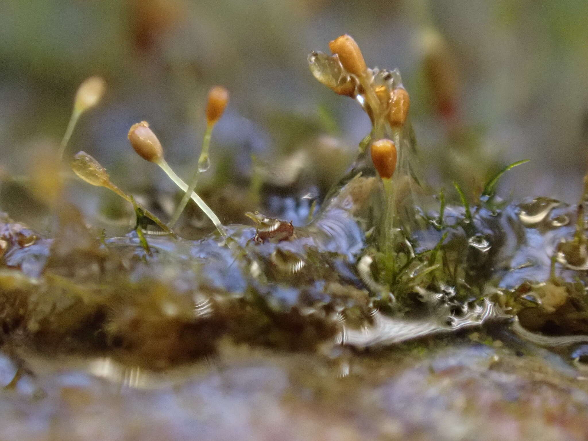 Image of brachydontium moss