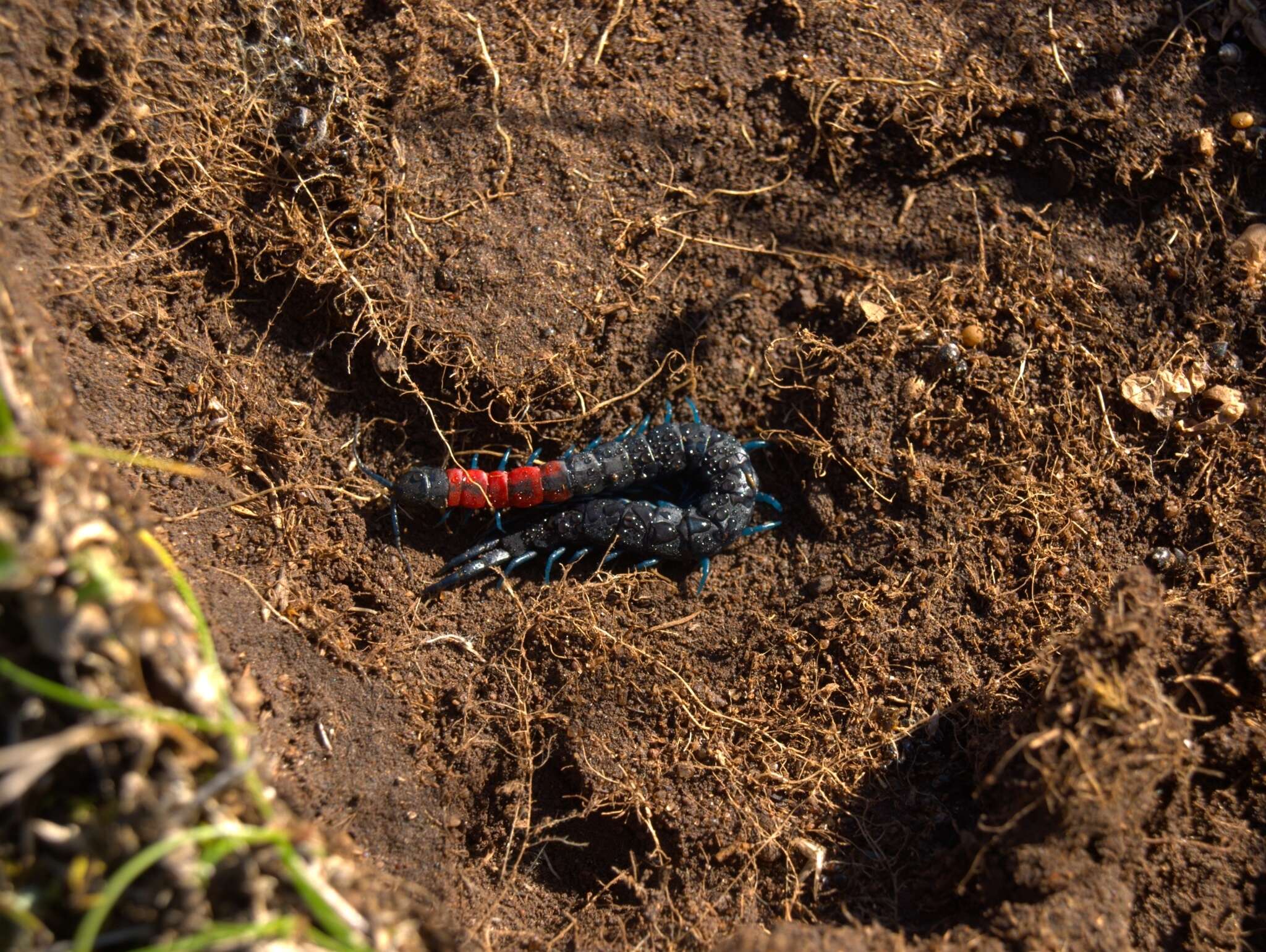 Image of Scolopendra laeta Haase 1887