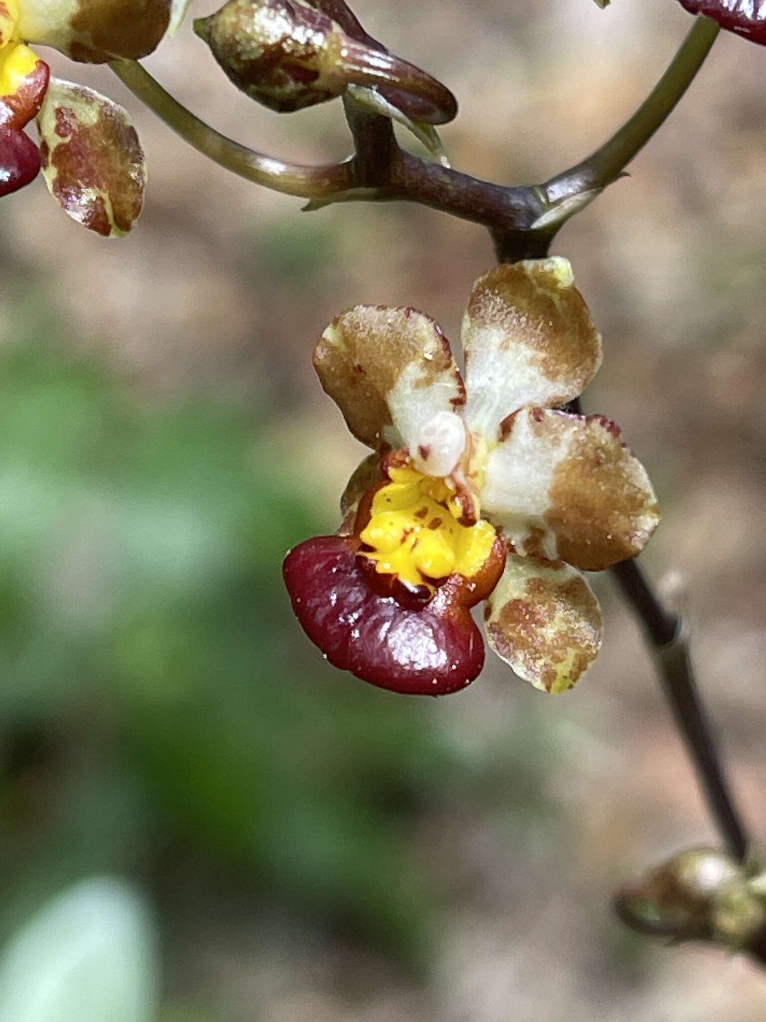 Image of Trichocentrum lindenii (Brongn.) M. W. Chase & N. H. Williams