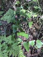 Image de Smilax canariensis Willd.