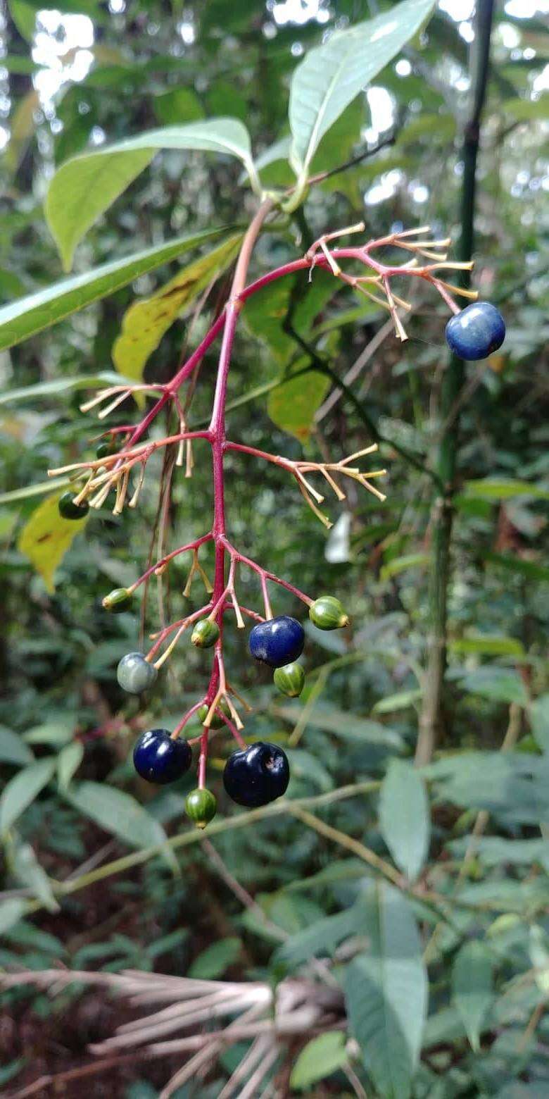 Image de Palicourea padifolia (Willd. ex Schult.) C. M. Taylor & Lorence