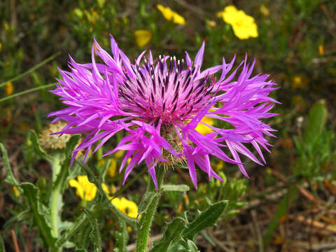 Plancia ëd Centaurea polyacantha Willd.