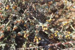 Image of Helichrysum asperum (Thunb.) Hilliard & Burtt