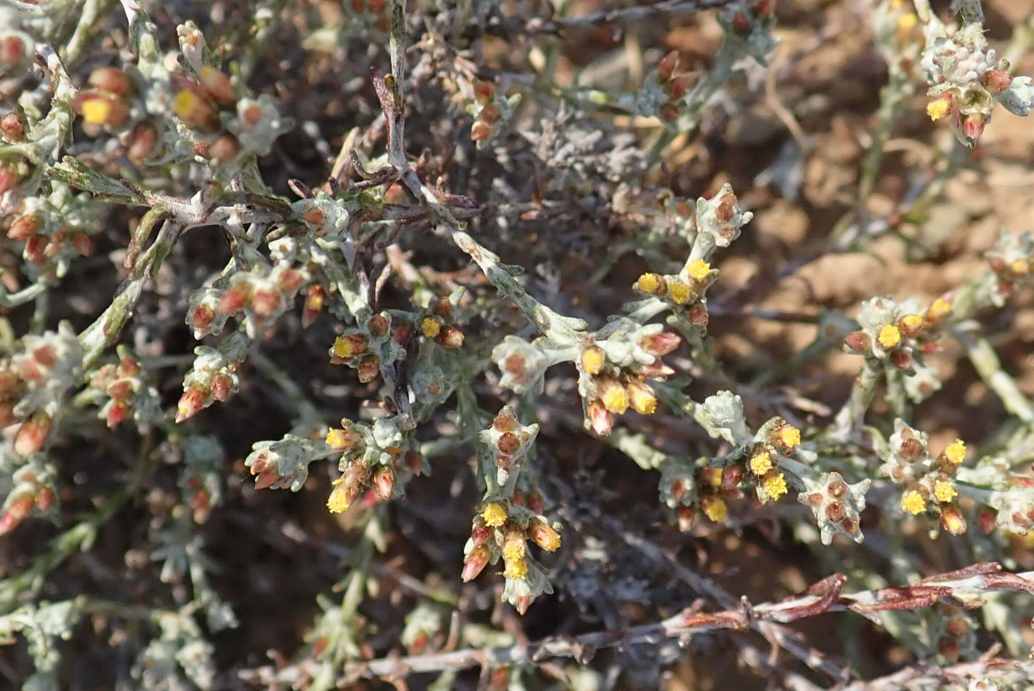 Image of Helichrysum asperum (Thunb.) Hilliard & Burtt