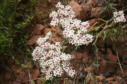 Image of Crassula scabra L.