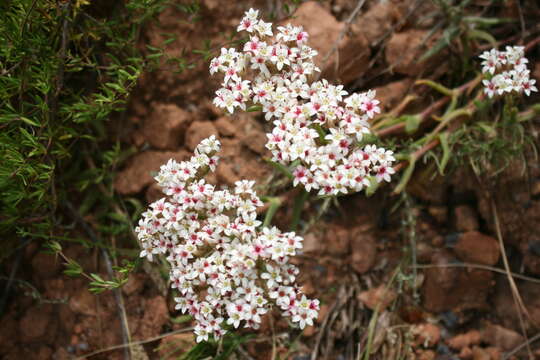 Image of Crassula scabra L.